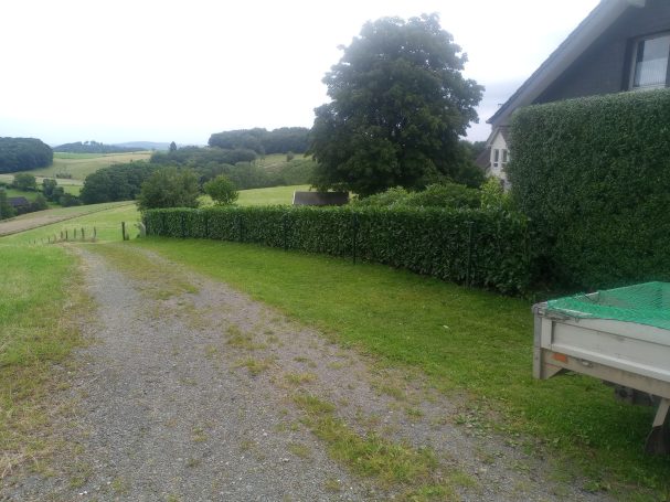 Kirschlorbeer Hecke in formgeschnitten